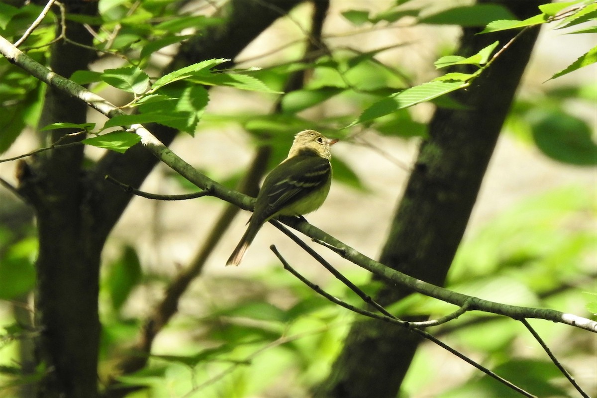 Acadian Flycatcher - ML586395081