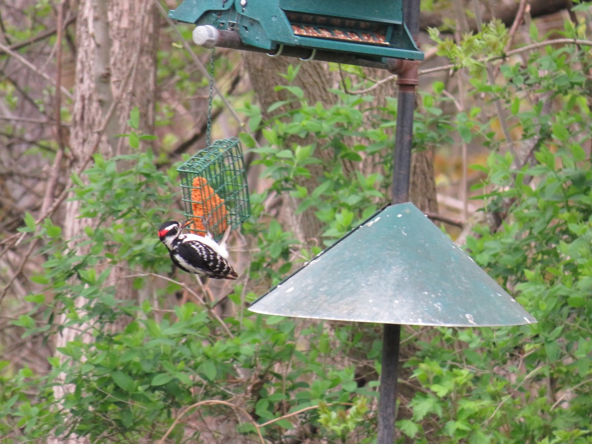 Hairy Woodpecker - ML586395101