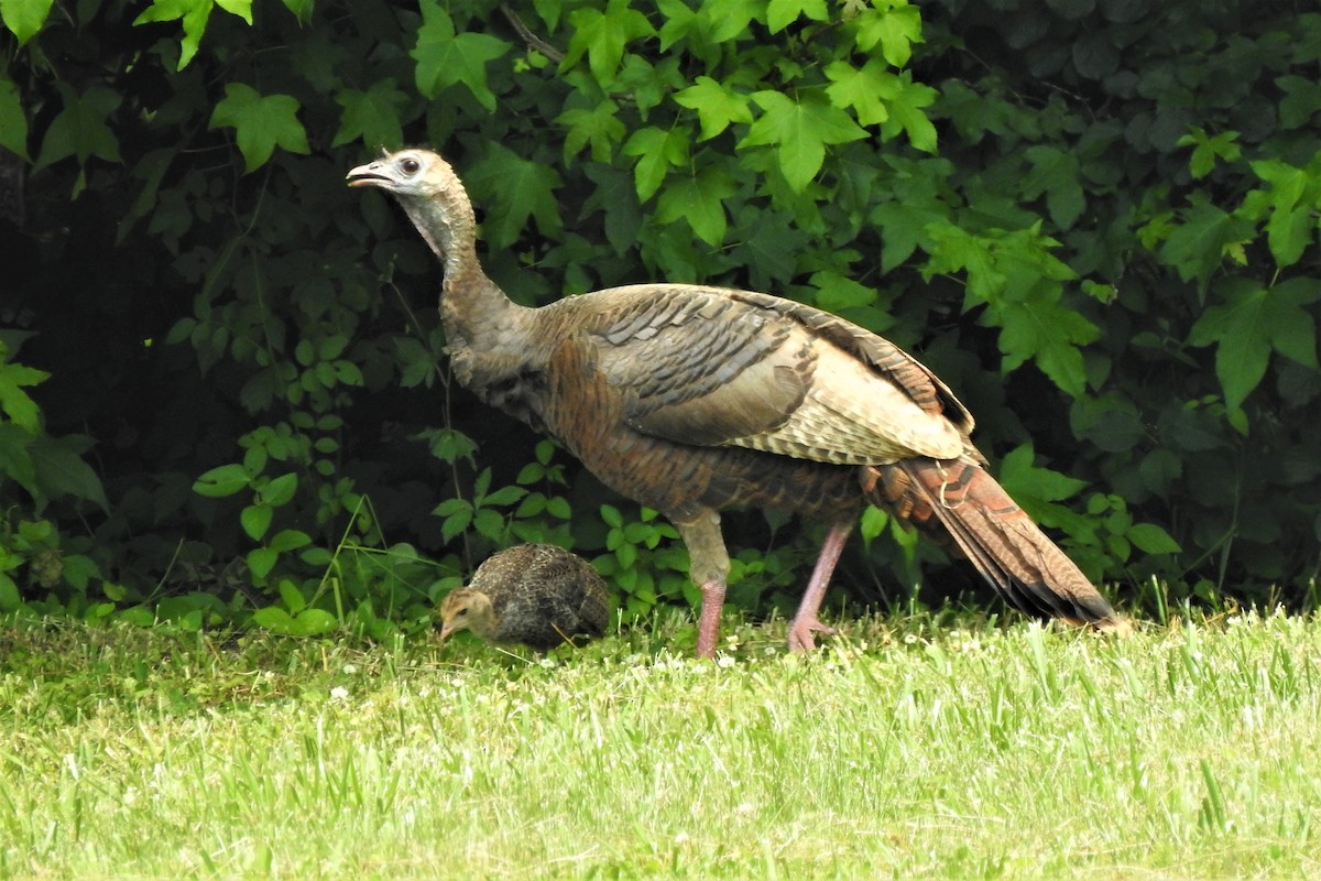 Guajolote Gallipavo - ML586395371