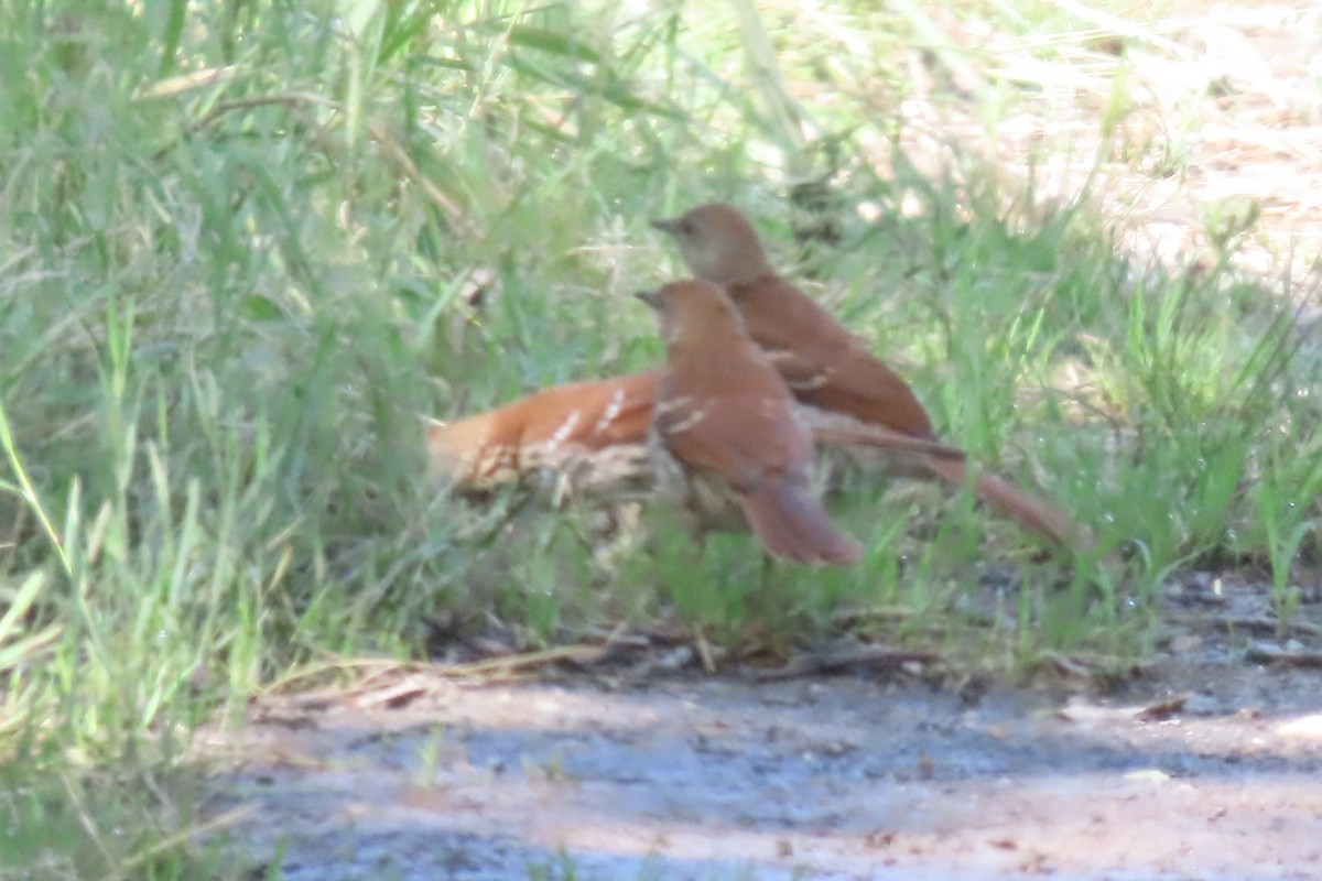 Brown Thrasher - ML586395841
