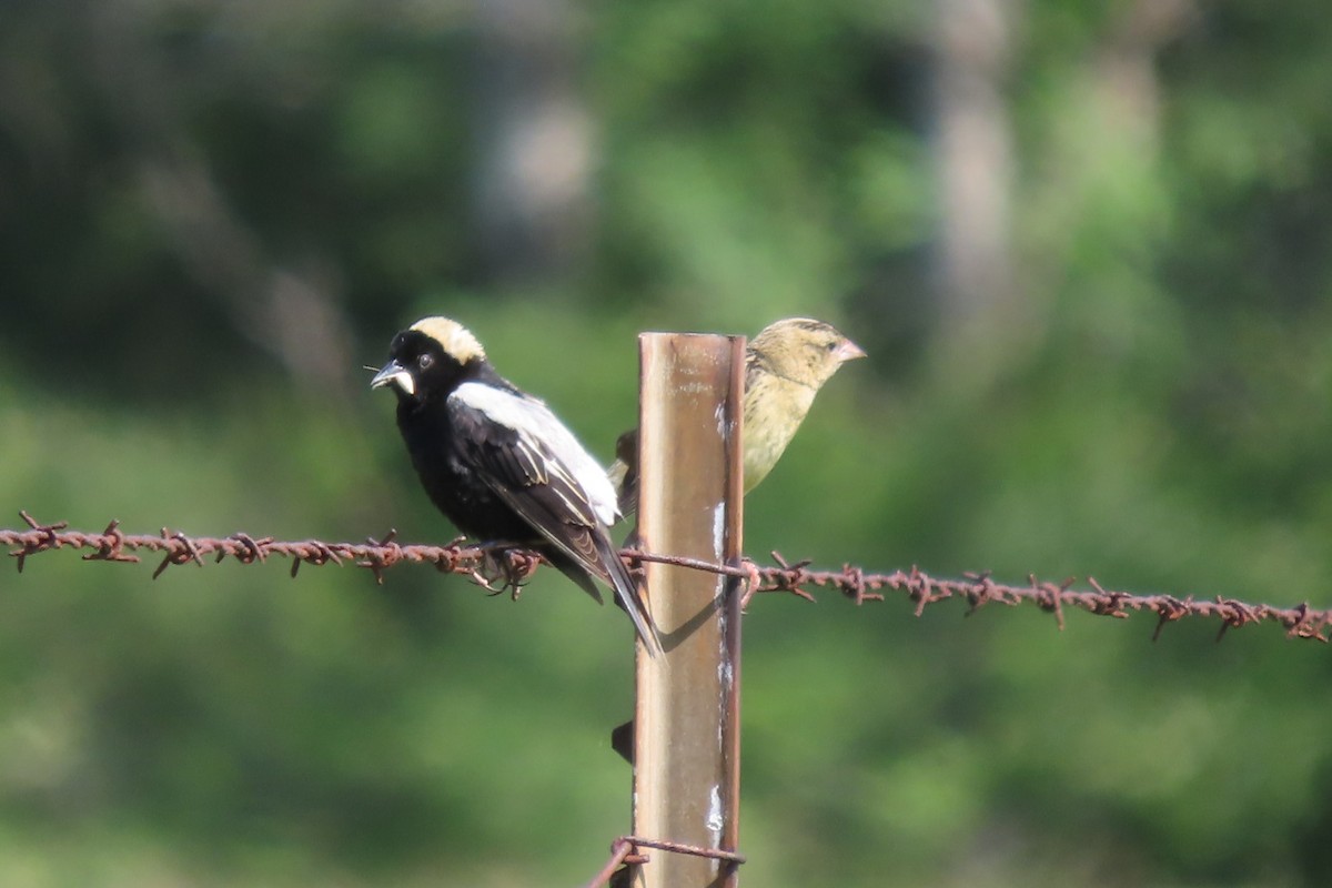 Bobolink - ML586396041
