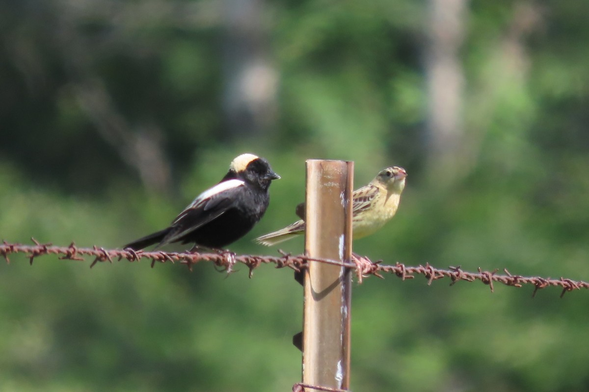 Bobolink - ML586396051