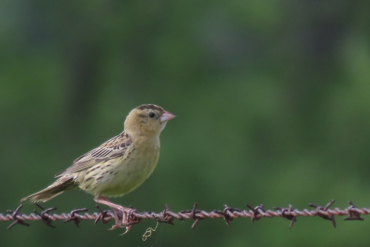 Bobolink - ML586396061