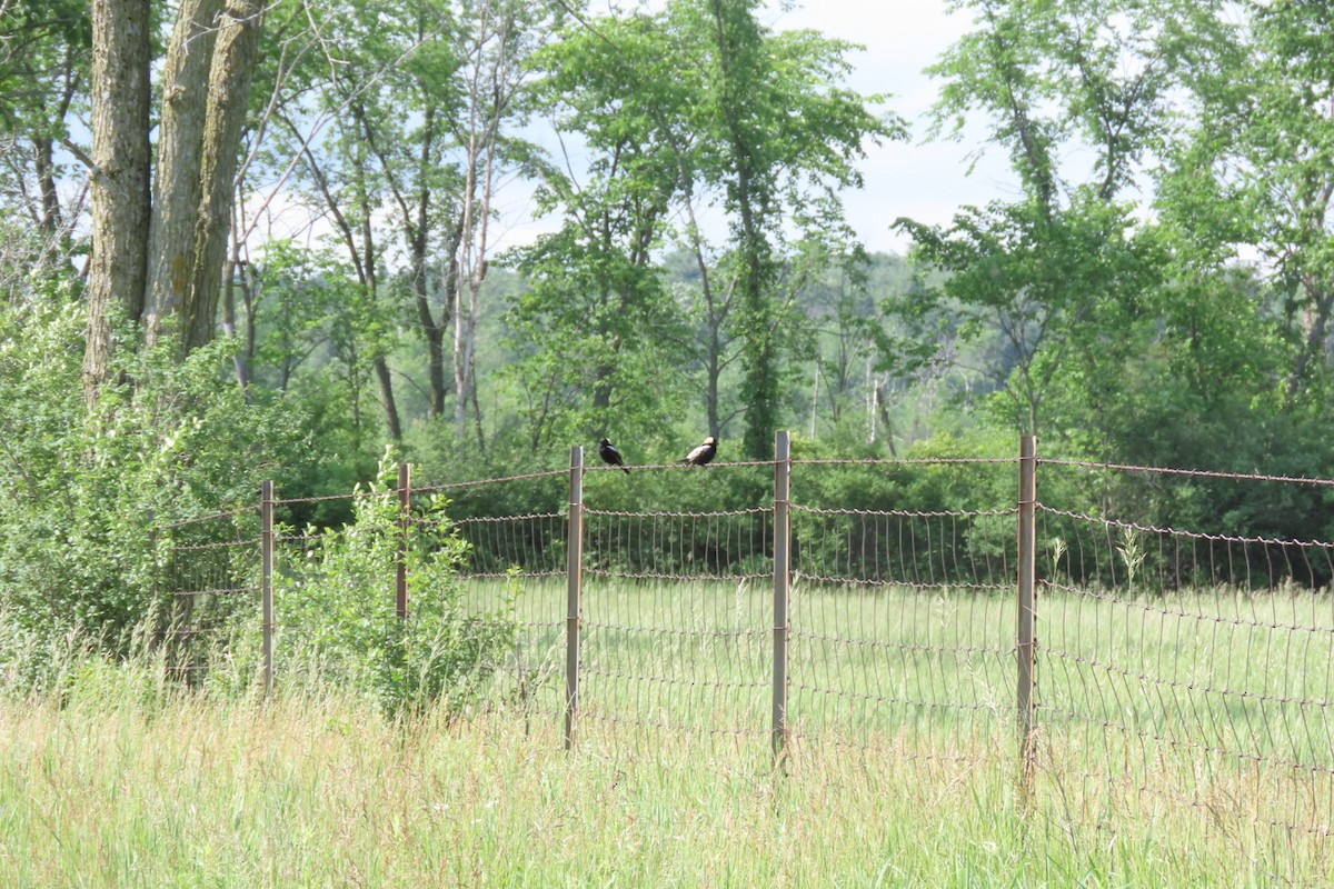 Bobolink - ML586396081