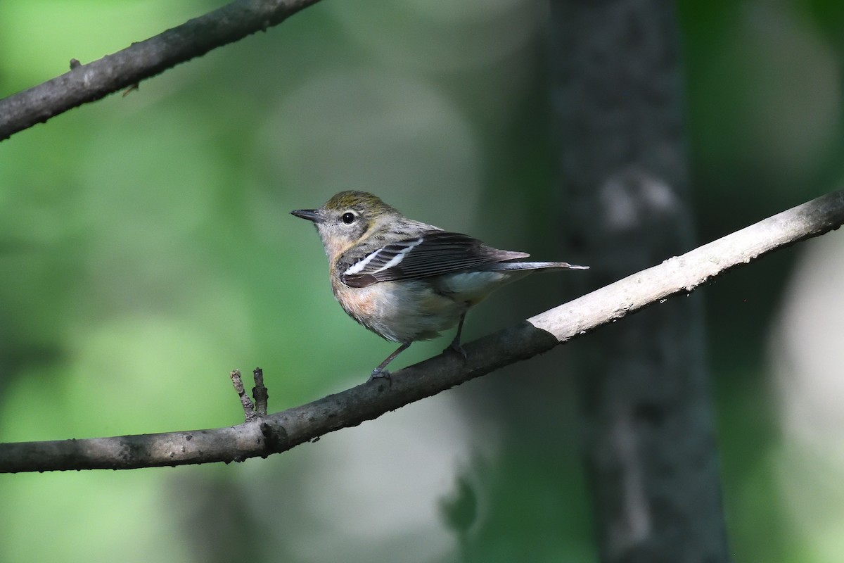 Bay-breasted Warbler - ML586396281