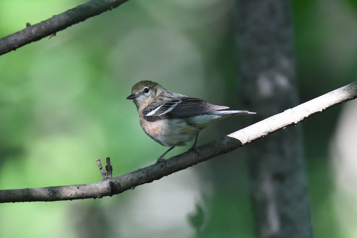 Bay-breasted Warbler - ML586396311