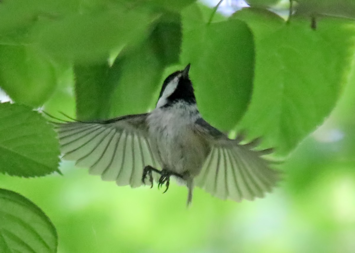 Black-capped Chickadee - ML586397261