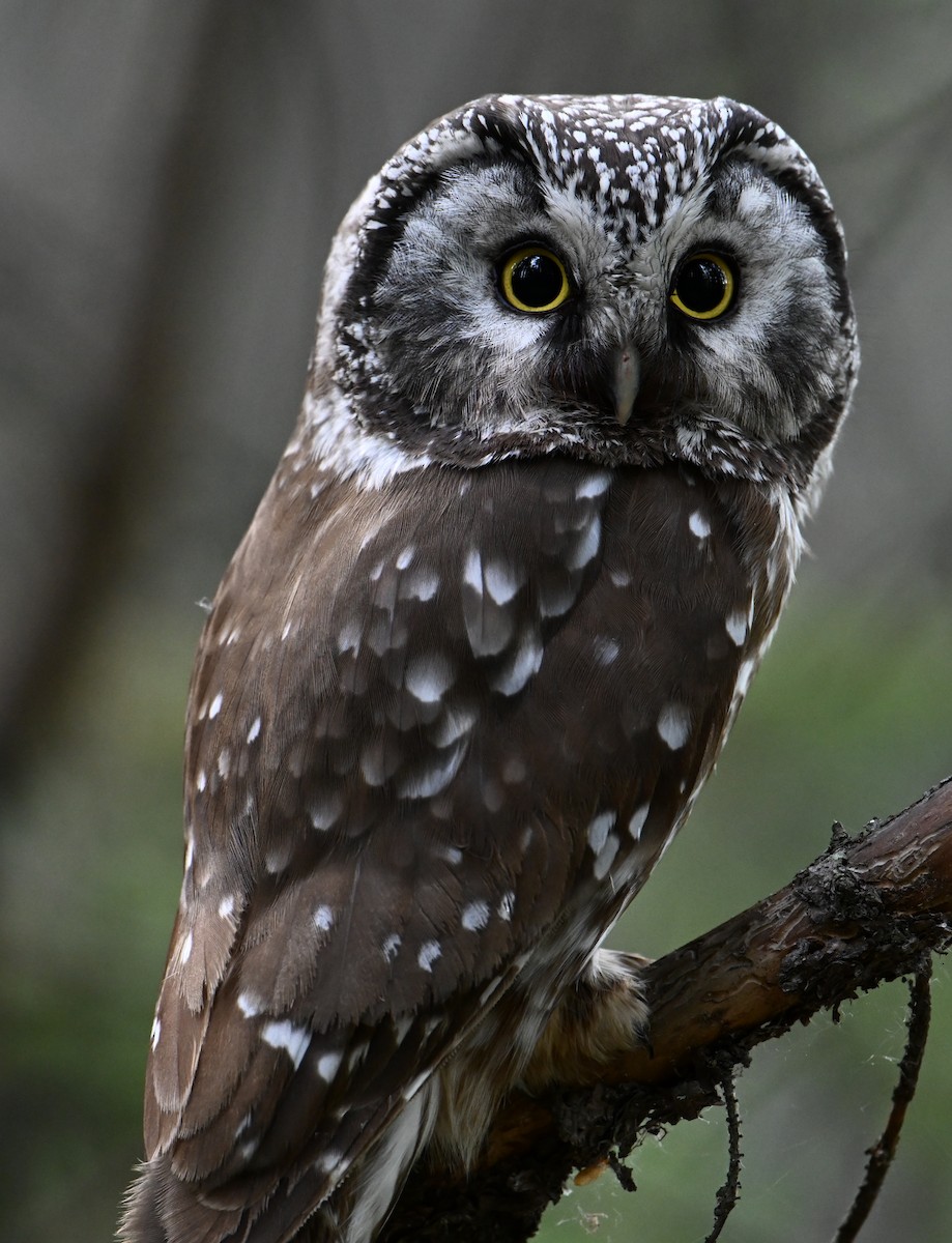 Boreal Owl - jerald britten