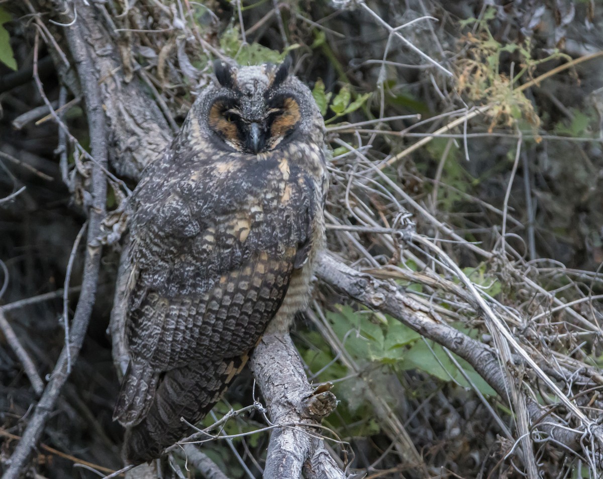Long-eared Owl - ML586398221