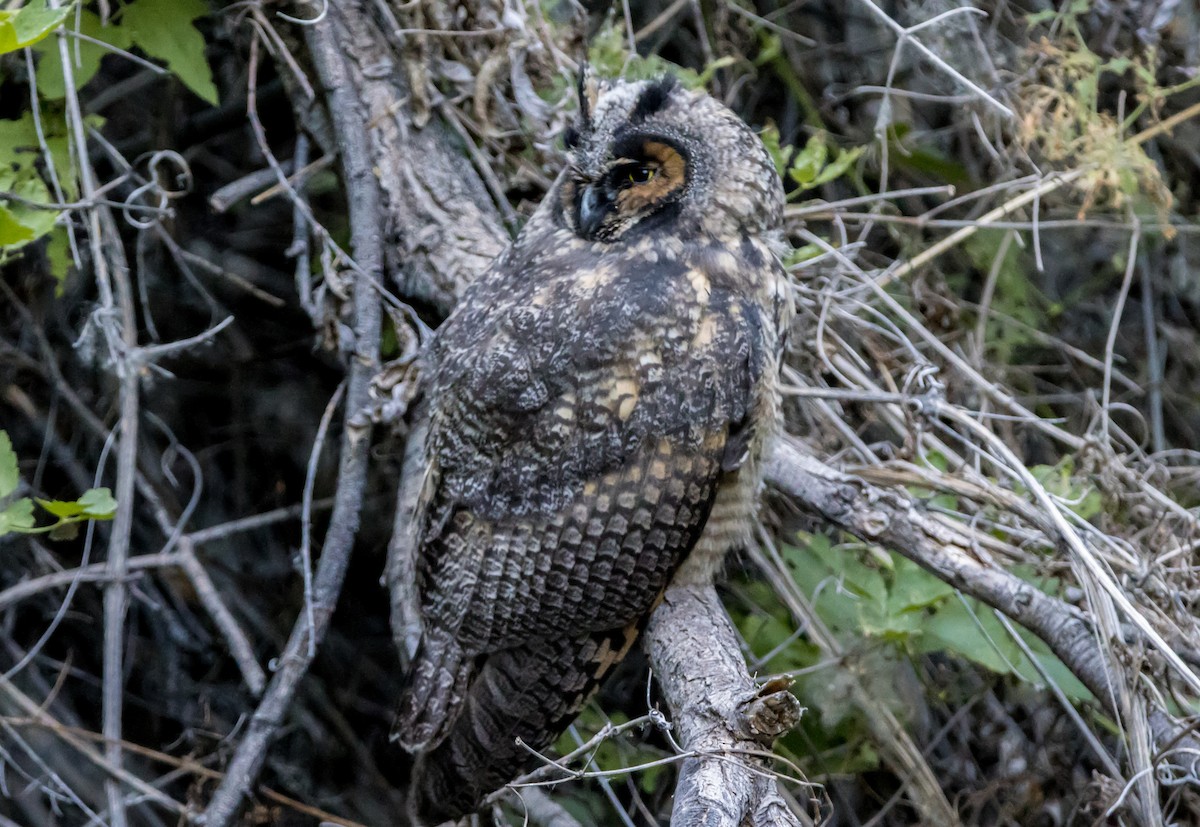 Long-eared Owl - ML586398251