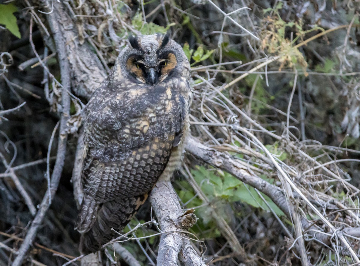 Long-eared Owl - ML586398261