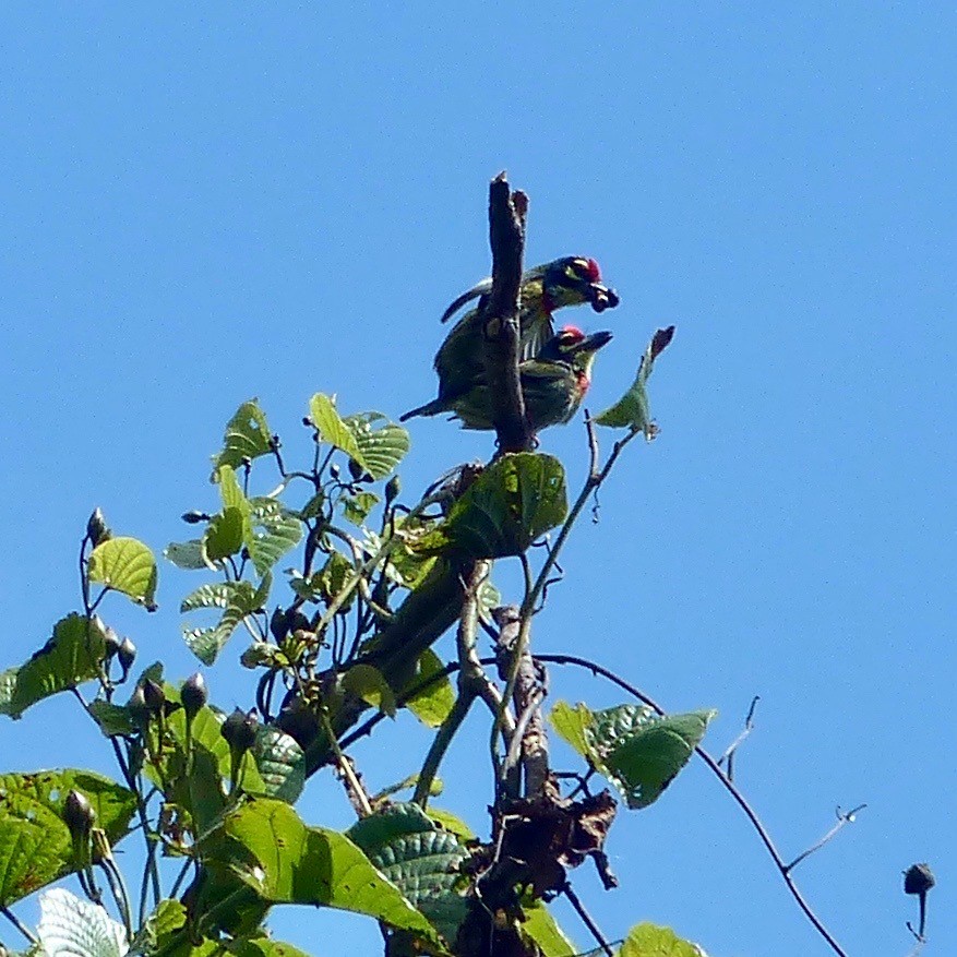 Coppersmith Barbet - Jenny Bowman