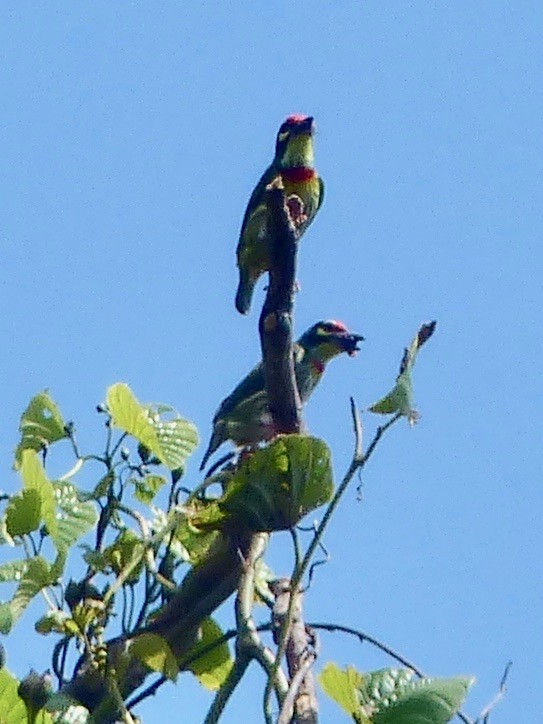 Coppersmith Barbet - Jenny Bowman