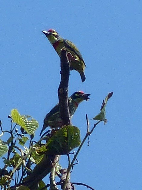 Coppersmith Barbet - Jenny Bowman