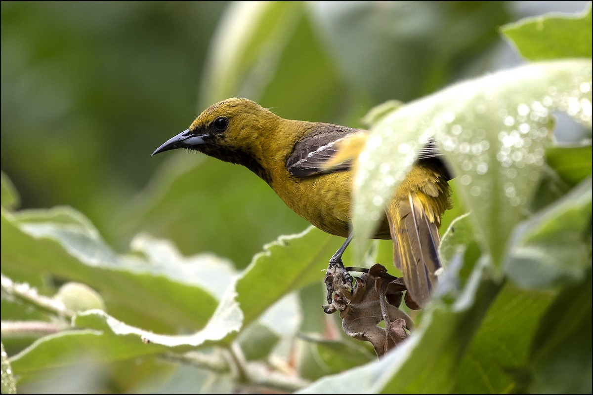 Hooded Oriole - ML586401401