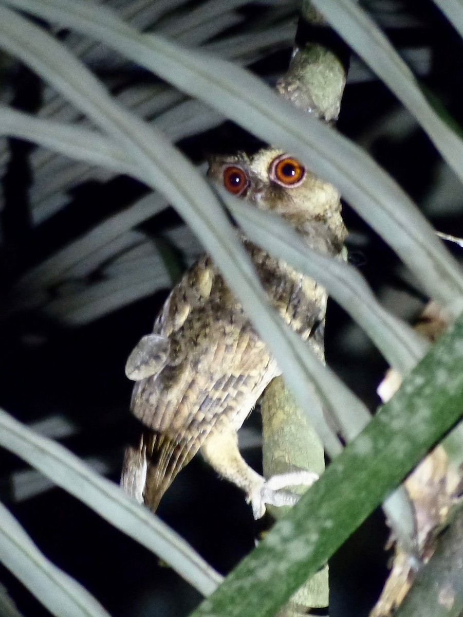 Philippine Scops-Owl - Jenny Bowman