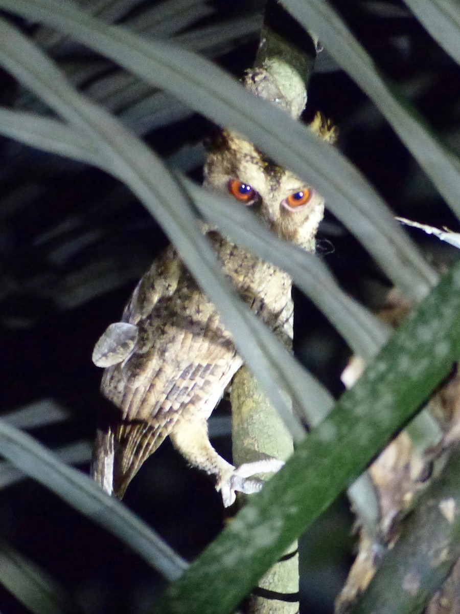 Philippine Scops-Owl - Jenny Bowman