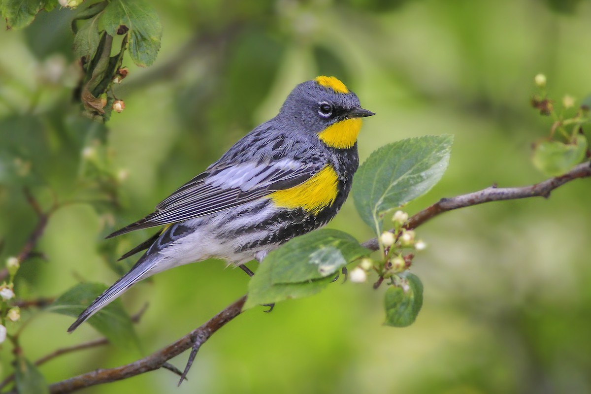 Yellow-rumped Warbler (Audubon's) - ML58640191