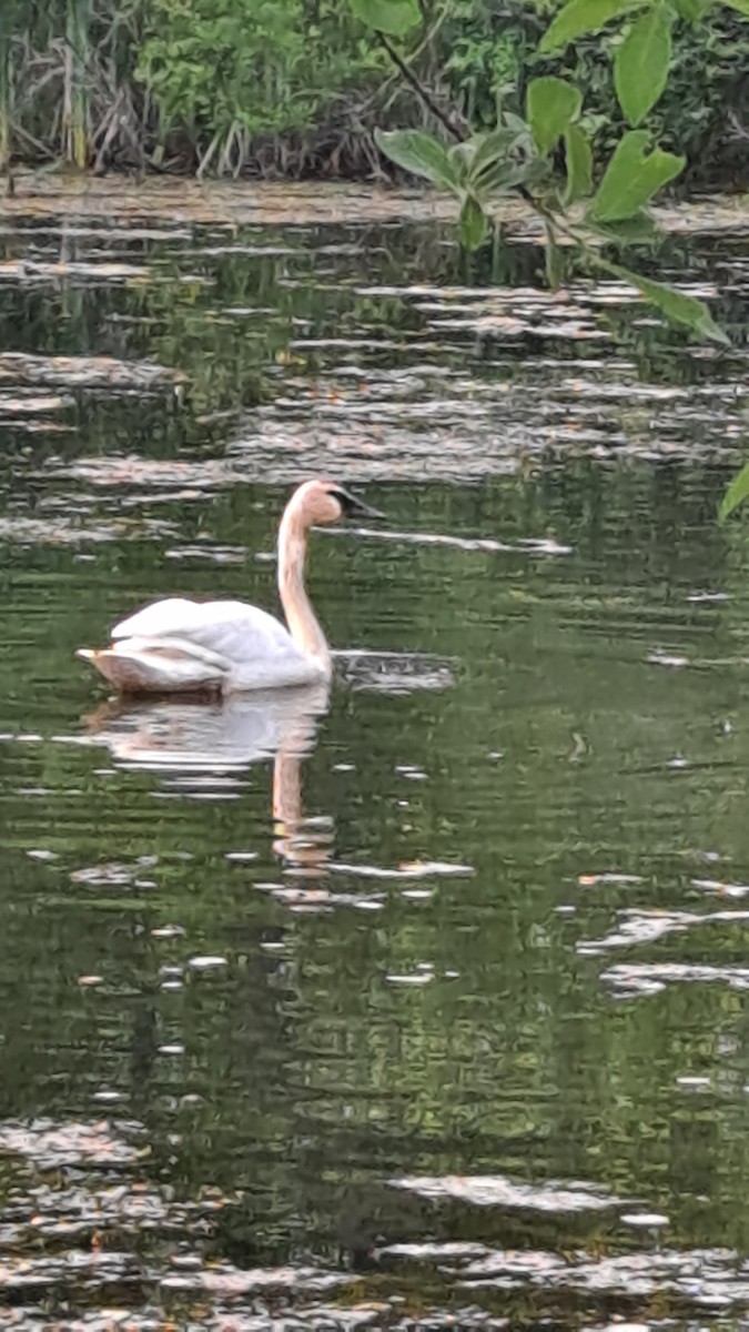 Cygne trompette - ML586403161