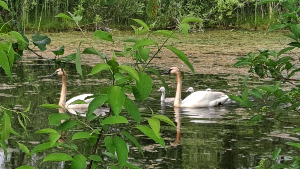 Cygne trompette - ML586403171