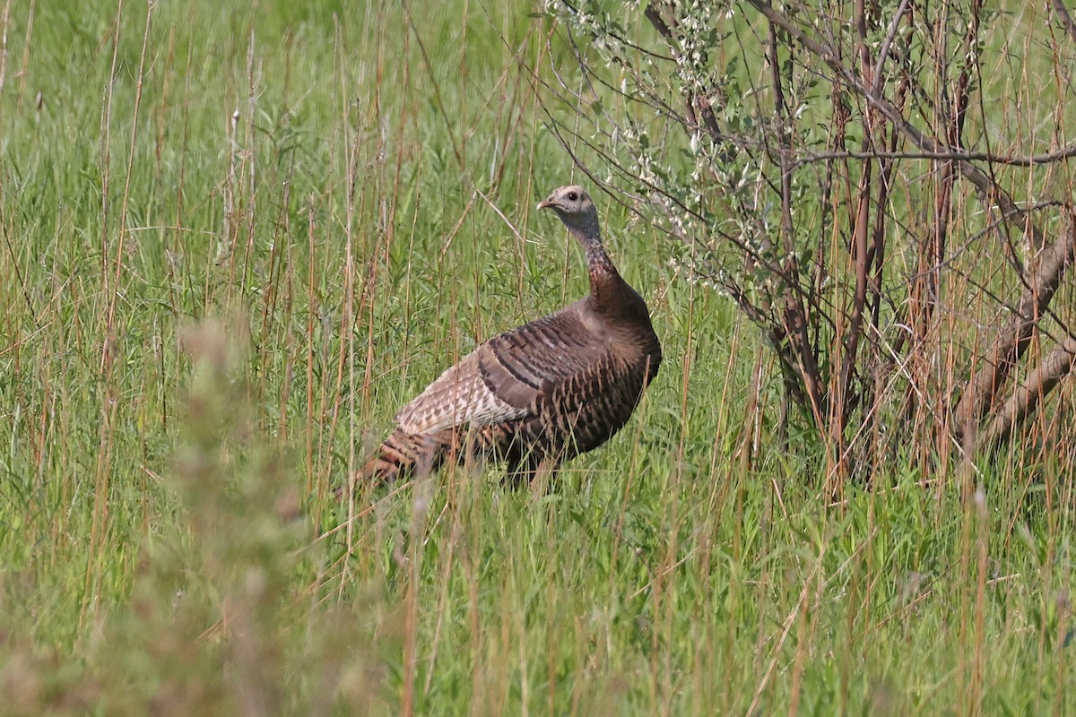 Wild Turkey - ML586403551