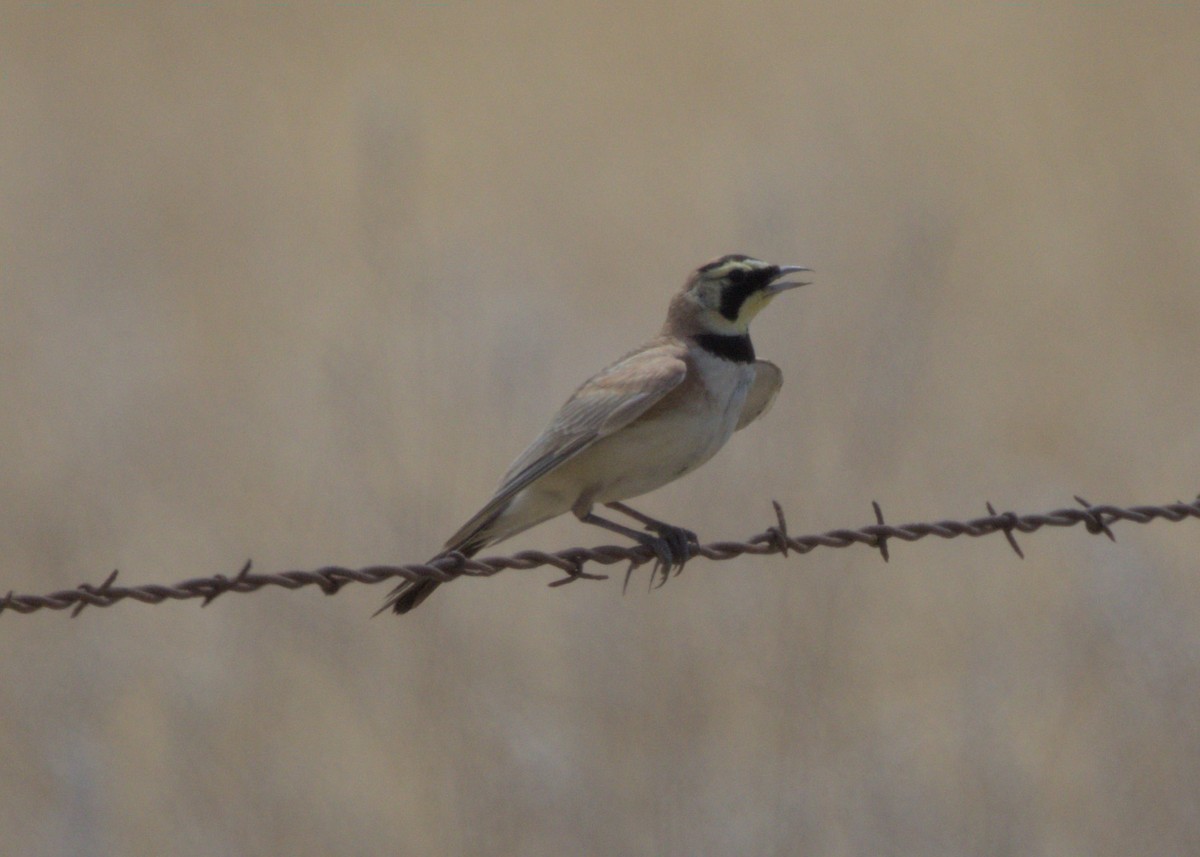 Horned Lark - ML586403611