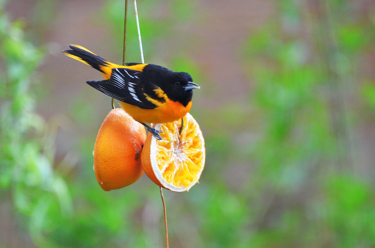 Baltimore Oriole - Winston Poon