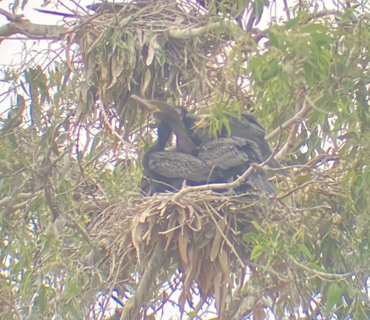 Cormorán Biguá - ML586404051