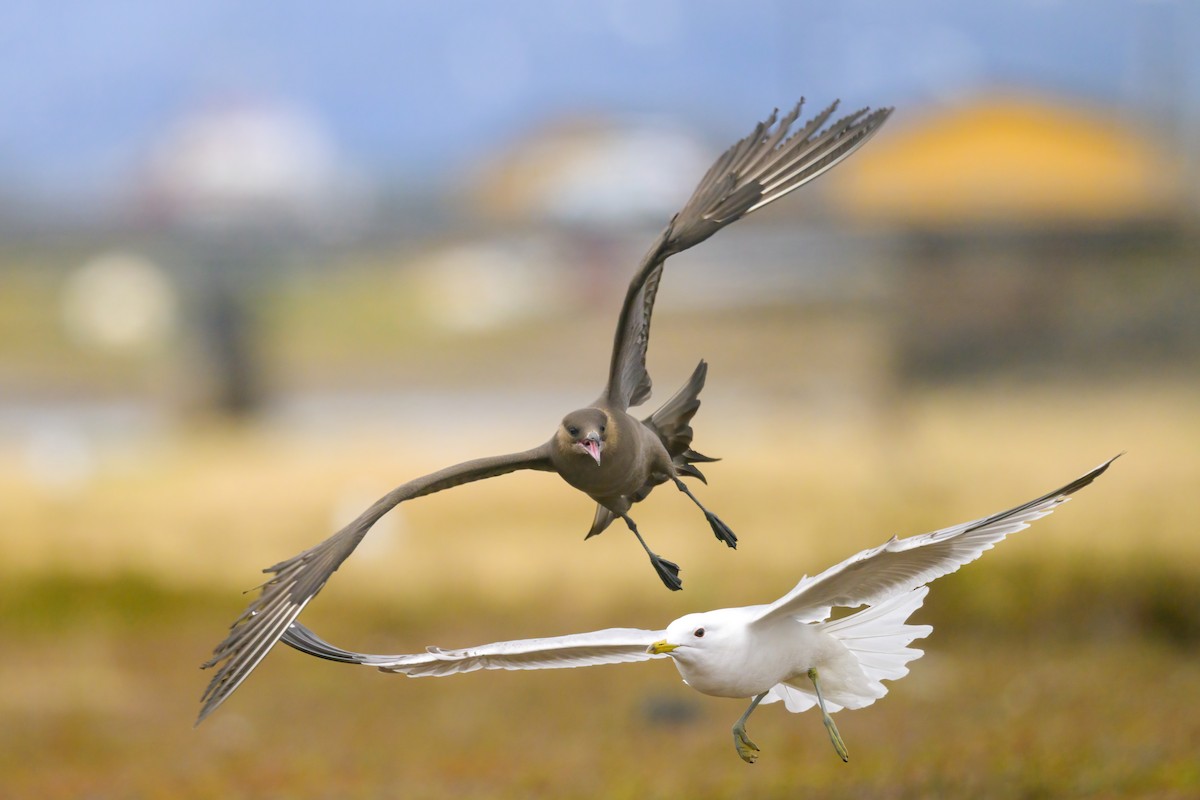 Parasitic Jaeger - Sylvain Reyt