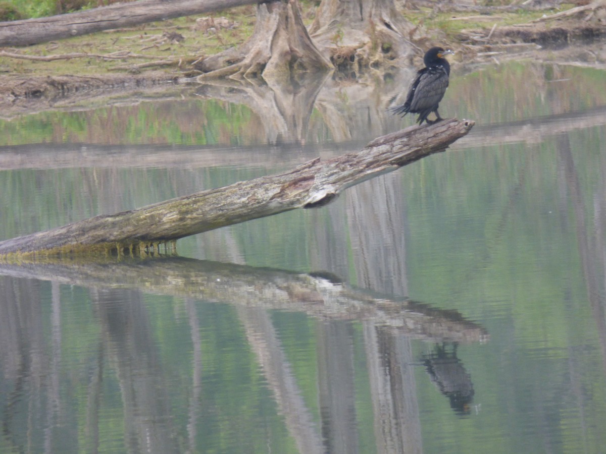 Double-crested Cormorant - ML586405971