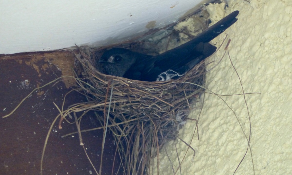 Ridgetop Swiftlet - Jenny Bowman