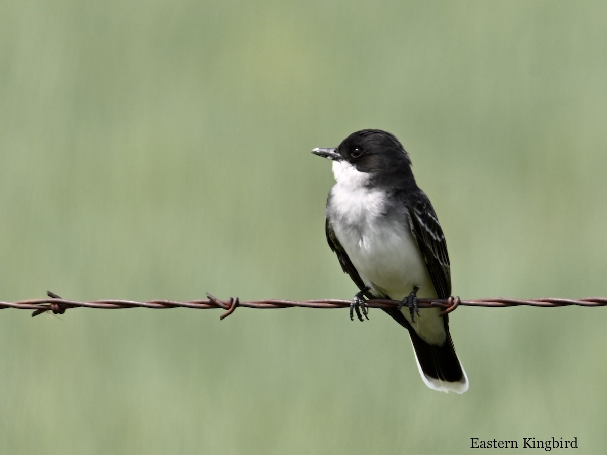 Eastern Kingbird - ML586407141