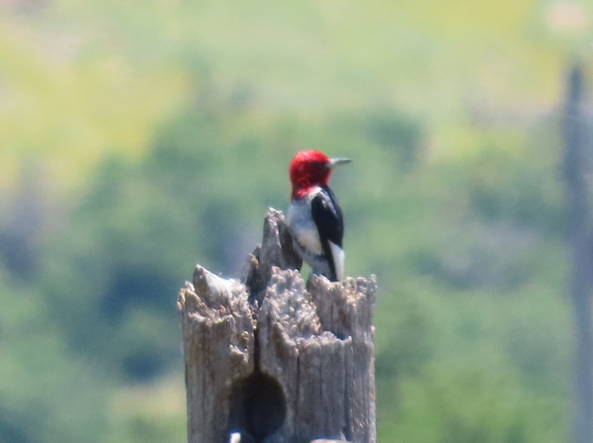 Red-headed Woodpecker - ML586408101