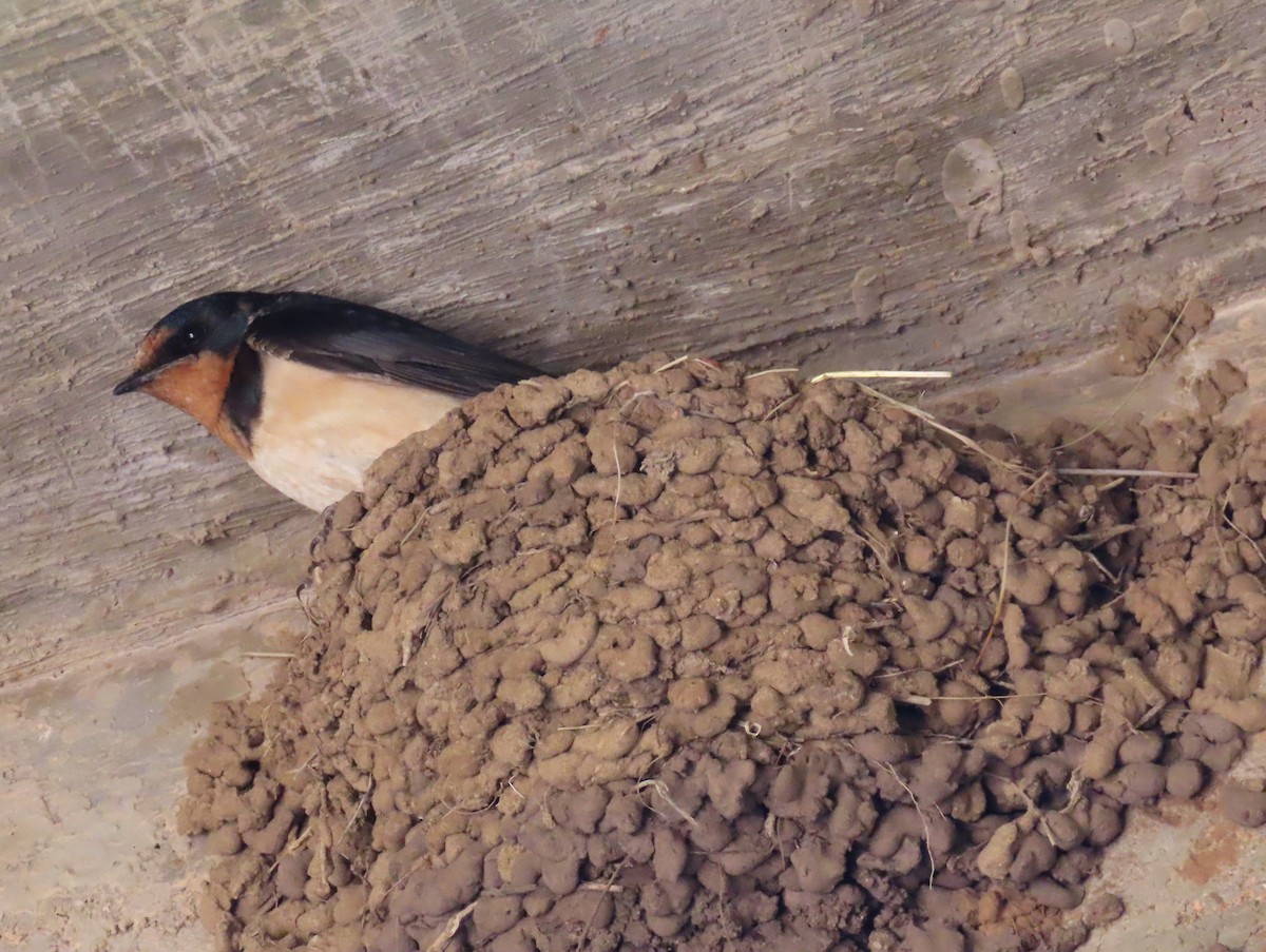 Barn Swallow - ML586408181