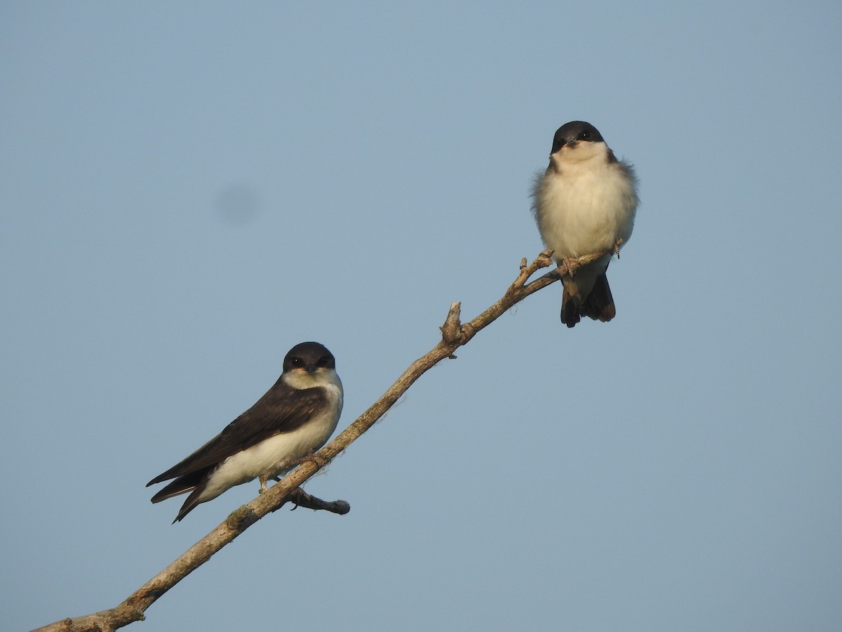Tree Swallow - ML586408391