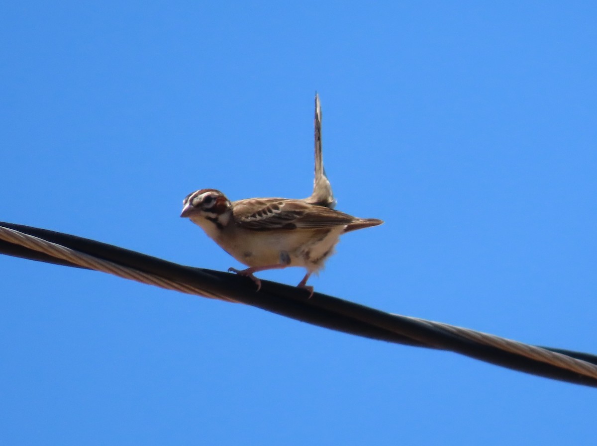 Lark Sparrow - ML586408531