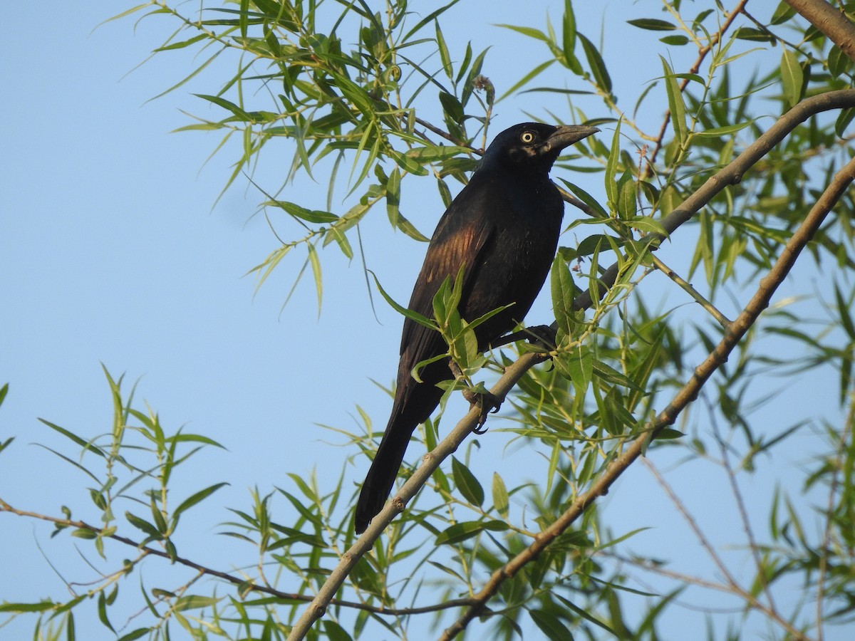 Common Grackle - ML586408541