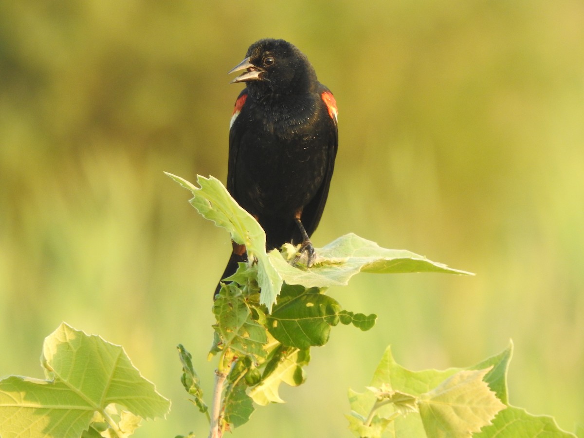 Red-winged Blackbird - ML586408731