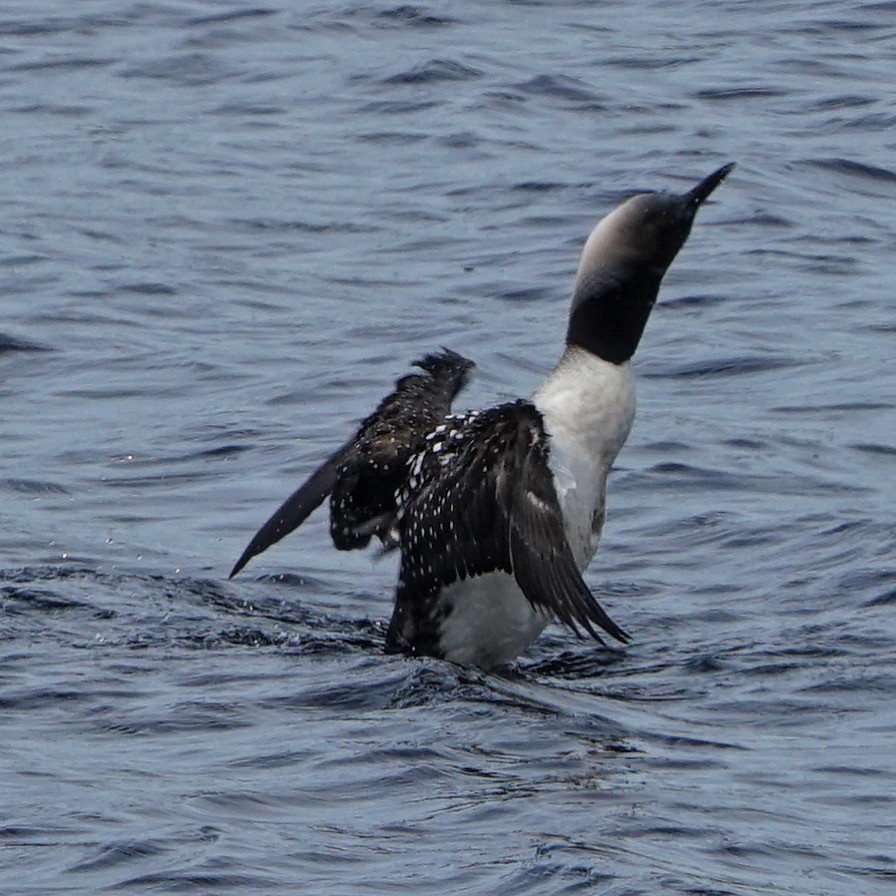 Pacific Loon - ML586408901