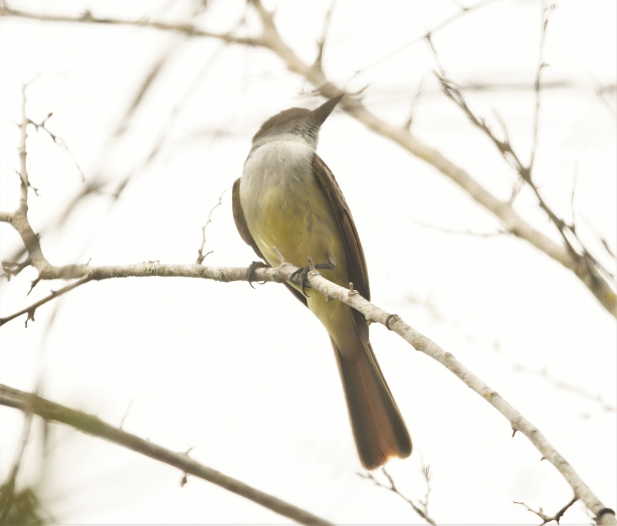 Stolid Flycatcher - Zachary Peterson