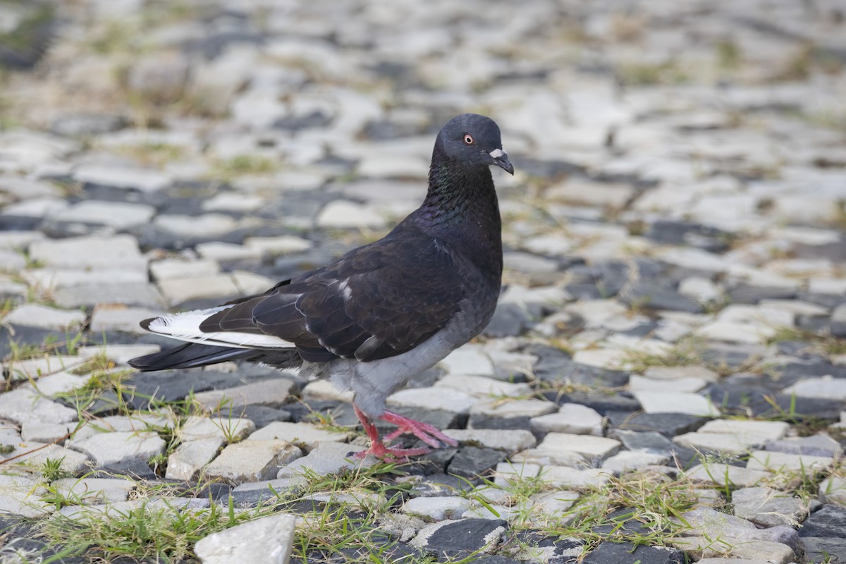 Rock Pigeon (Feral Pigeon) - Luiz Matos