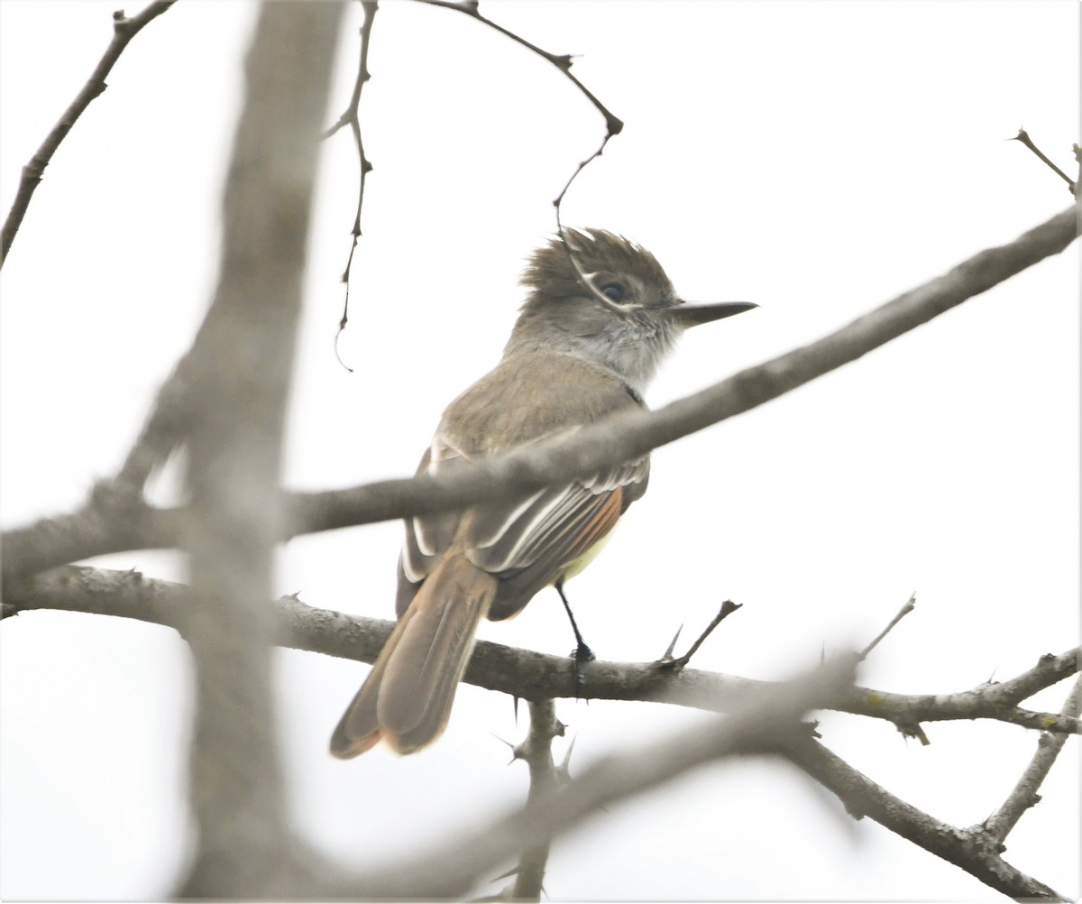 Stolid Flycatcher - ML586410921