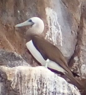 Brown Booby - ML586410951