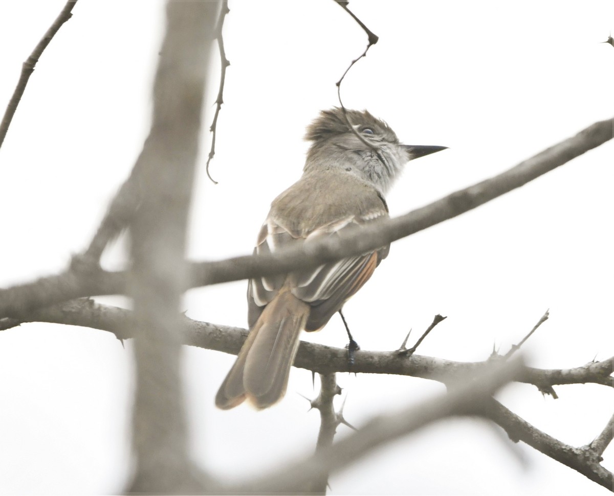 Stolid Flycatcher - ML586411341