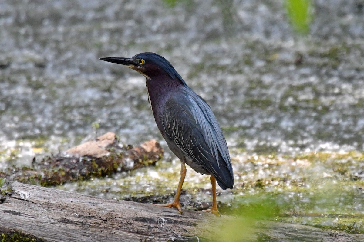Green Heron - ML586411551