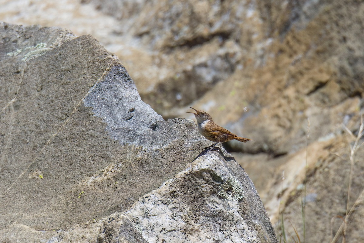 Canyon Wren - ML586412731