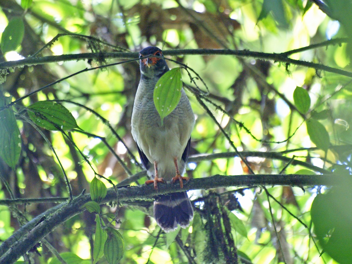 Plumbeous Forest-Falcon - Dušan Brinkhuizen