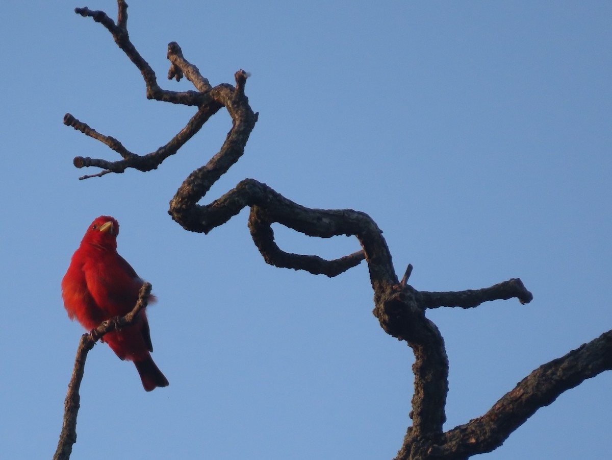 Summer Tanager - ML586414321