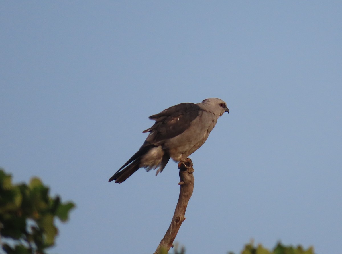 Mississippi Kite - ML586414381