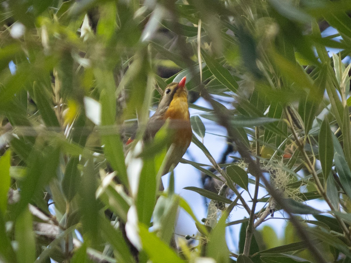 Red-billed Leiothrix - ML586416201